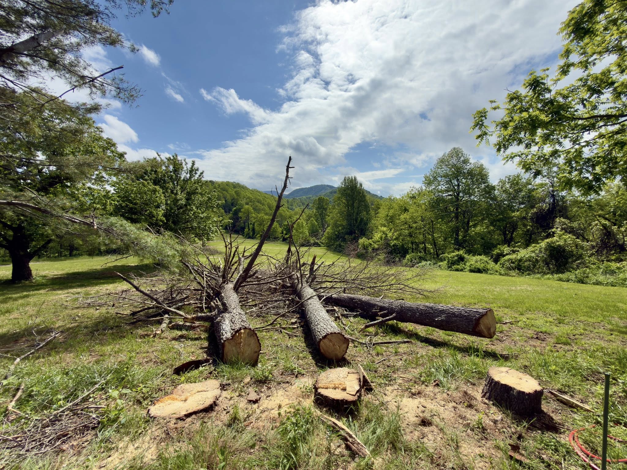 Brush, cut logs, and an outdoor work area prepared for property cleanup